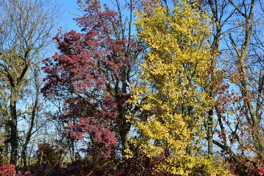 Color of leaves of cotinus coggygria and wild apricot. Trees in a forest belt in the fall