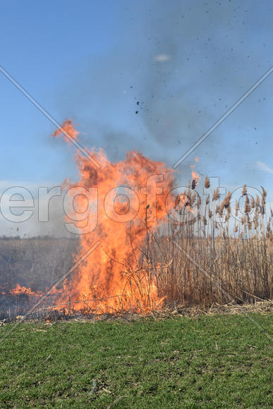 Burning dry grass and reeds. Cleaning the fields and ditches of the thickets of dry grass
