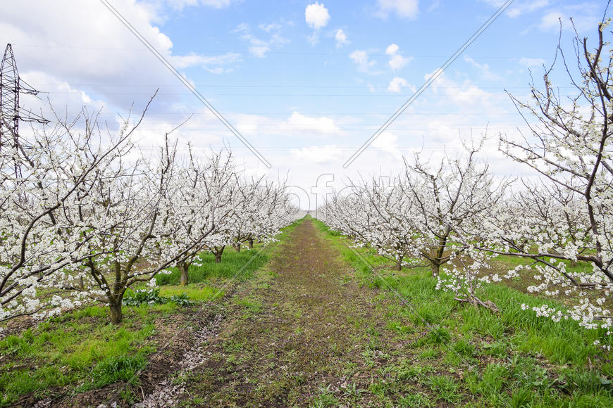 Flowering plum garden. Farm garden in spring