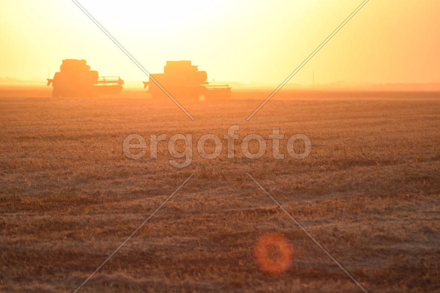 Harvesting by combines at sunset. Agricultural machinery in operation.