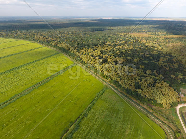 Красный лес. Пейзаж с высоты птичьего полета.