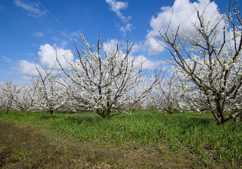 Flowering plum garden. Farm garden in spring