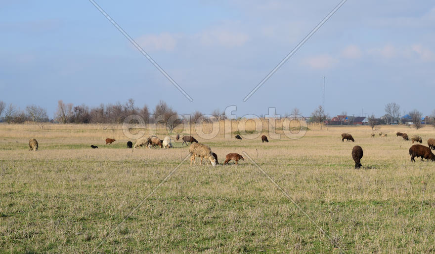 Sheep in the pasture. Grazing sheep herd in the spring field near the village. Sheep of different