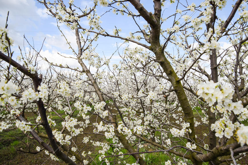 Flowering plum garden. Farm garden in spring