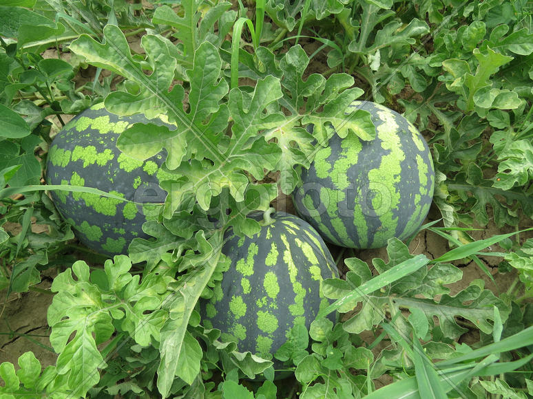 The growing water-melon in the field. Cultivation of melon cultures