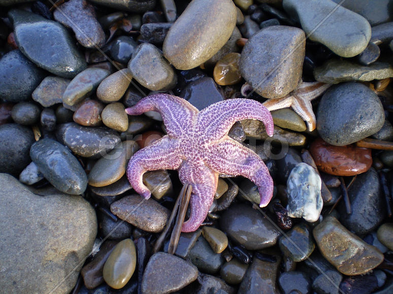 Starfish ashore. Sea erinaceouses mollusks of the Sea of Okhotsk