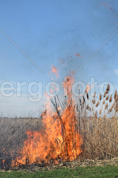 Burning dry grass and reeds. Cleaning the fields and ditches of the thickets of dry grass