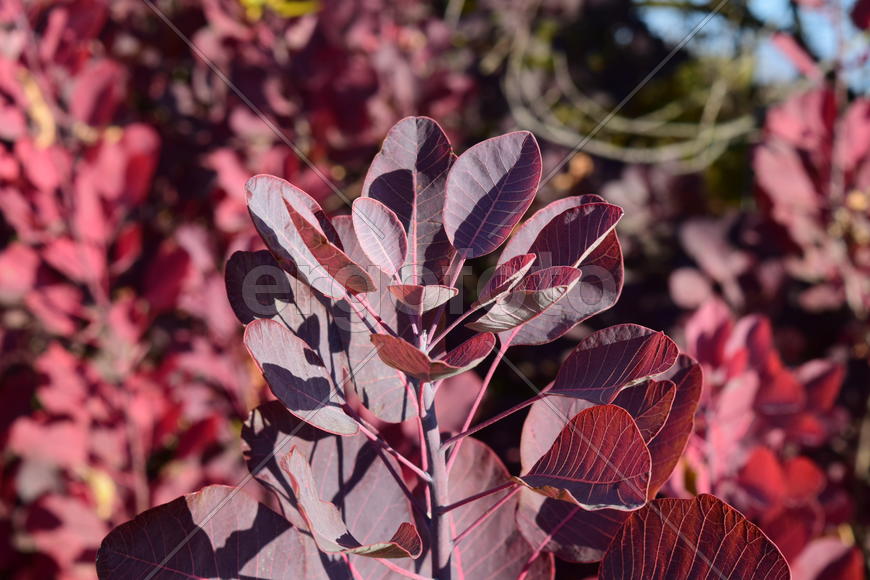 Autumn red color of leaves of cotinus coggygria. Paints of fall