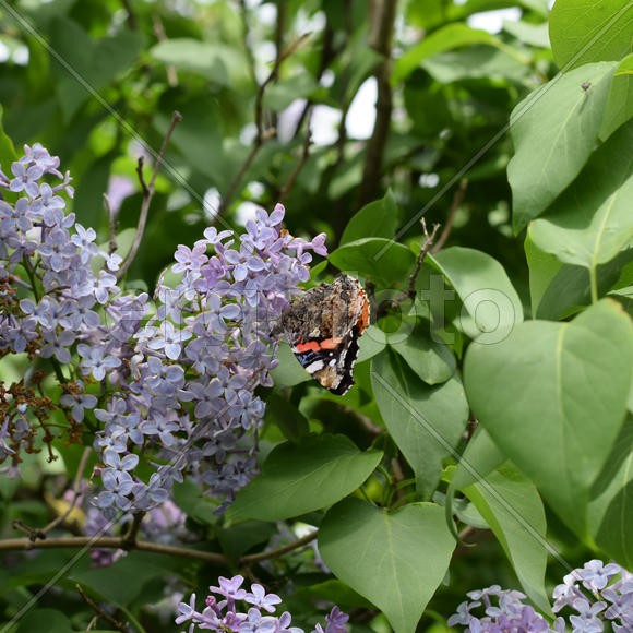 Бабочка крапивница на цветке сирени 
