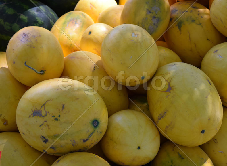 Yellow fresh watermelon. The harvest from the fields