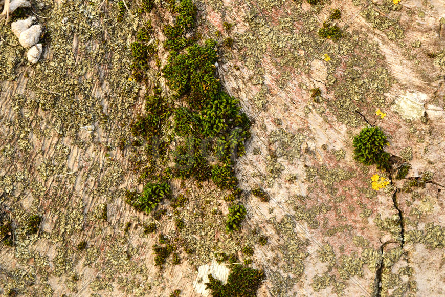 Moss and lichen on the bark. Old stump rot and therefore serves as a power supply for new organisms