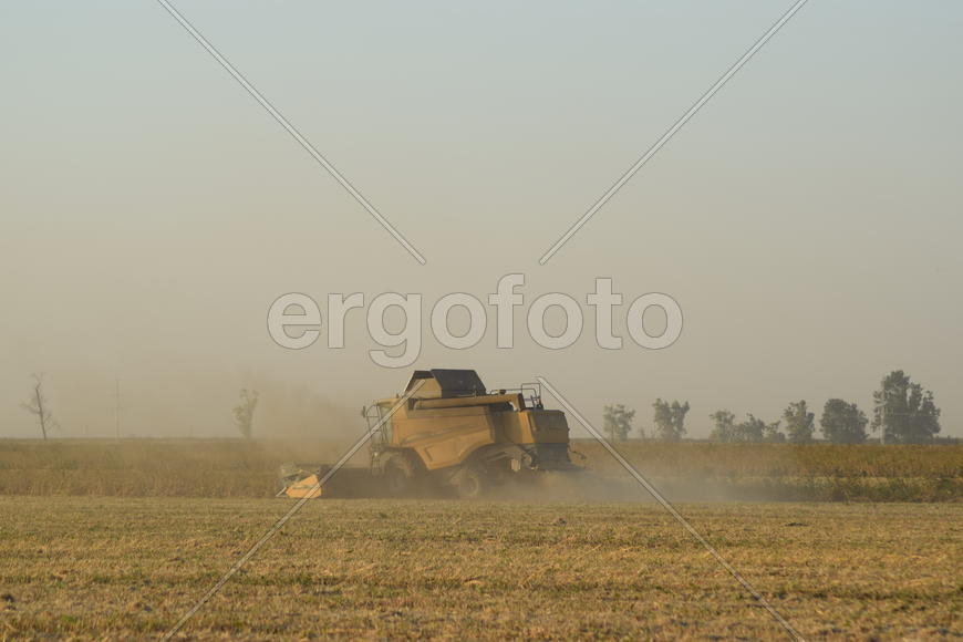 Soy harvesting by combines in the field. Agricultural machinery in operation.