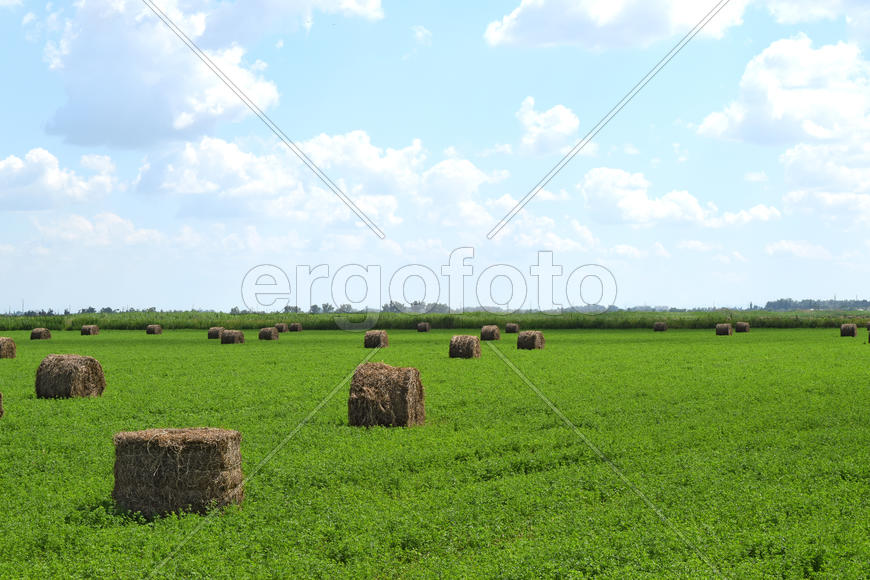Haystacks rolled up in bales of alfalfa. Forage for livestock in winter