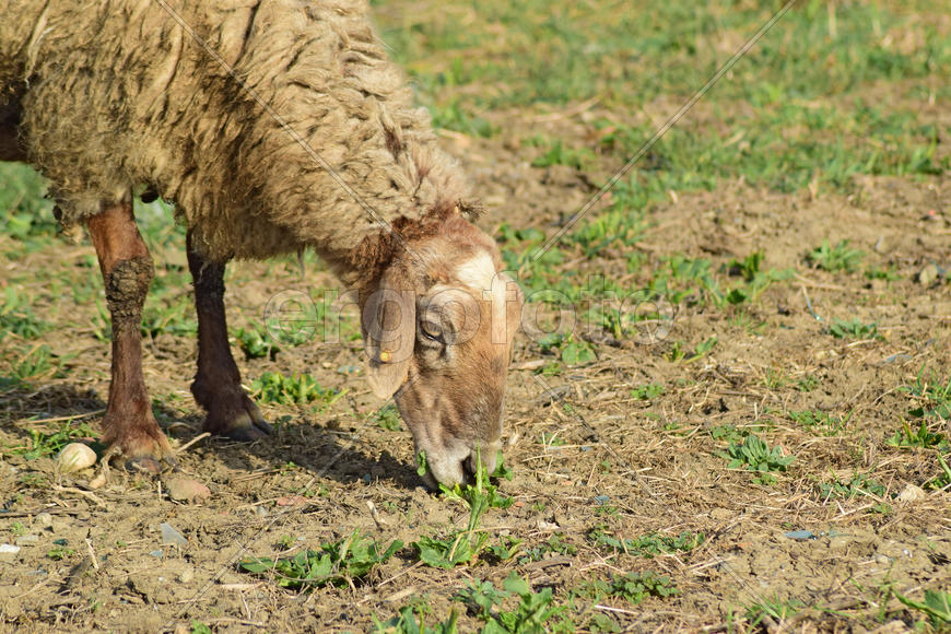 Sheep in the pasture. Grazing sheep herd in the spring field near the village. Sheep of different
