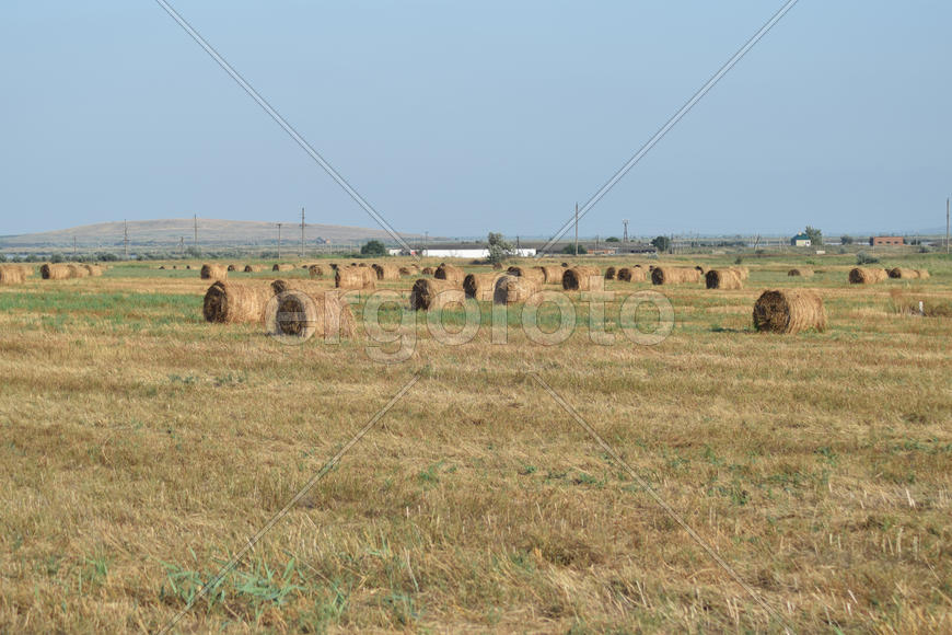 The Haystacks in the field. Summer haymaking