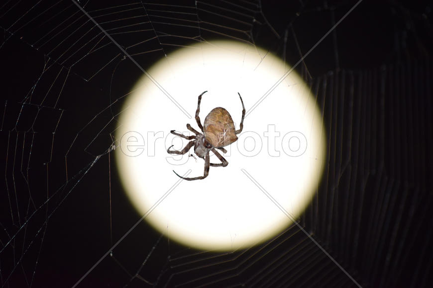 Araneus Spider on the background of the moon. Night spider on its web