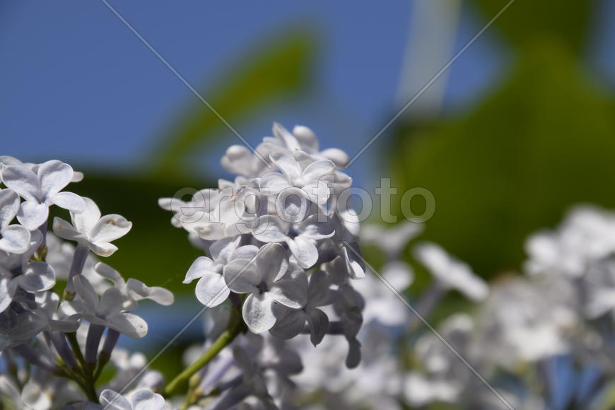 Цветы сирени на фоне зеленой листвы 