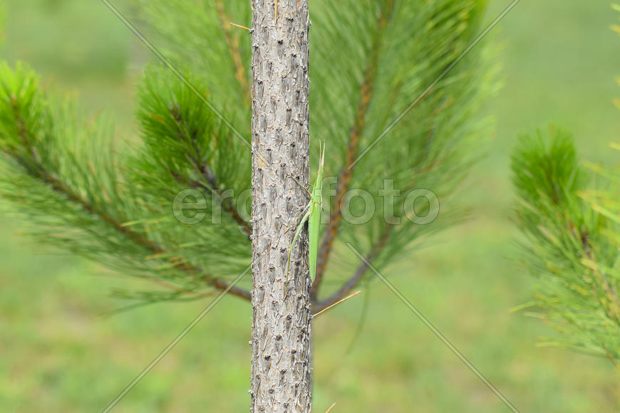 Саранча на хвое