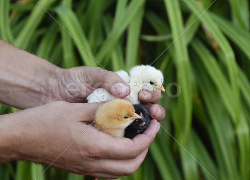 Маленькие новорожденные птенцы в руках человека.