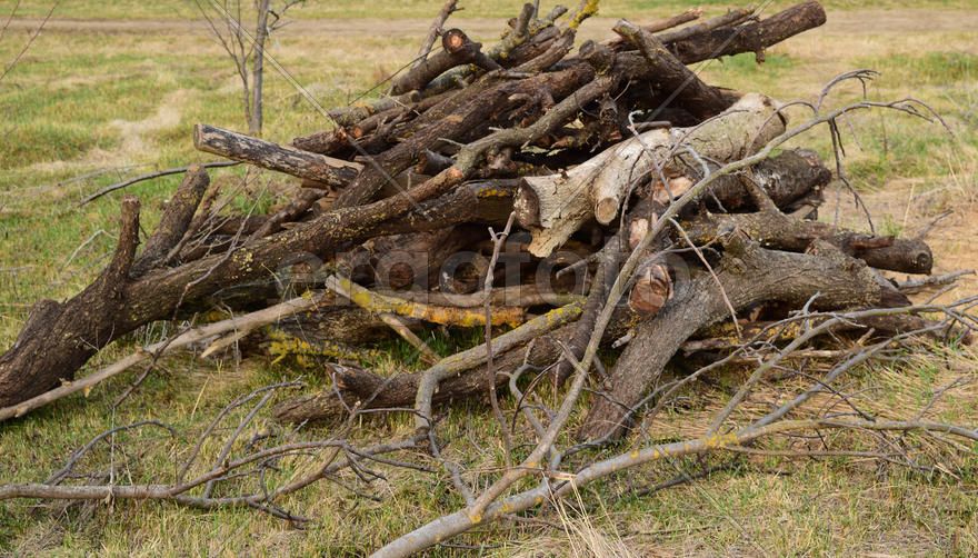A small pile of firewood stacked. Old Hemp, affected by fungi and lichen. Firewood for baths