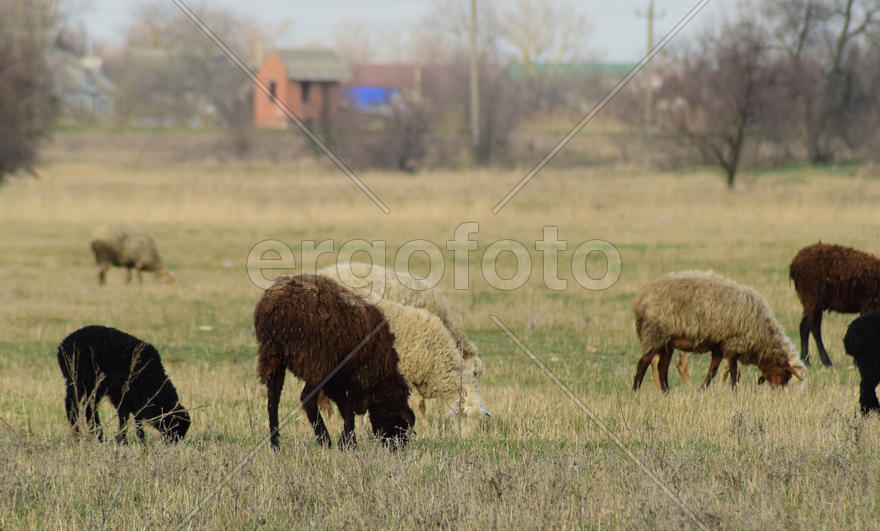Sheep in the pasture. Grazing sheep herd in the spring field near the village. Sheep of different