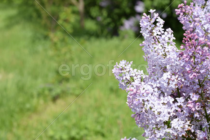 Цветы сирени на фоне зеленой листвы 