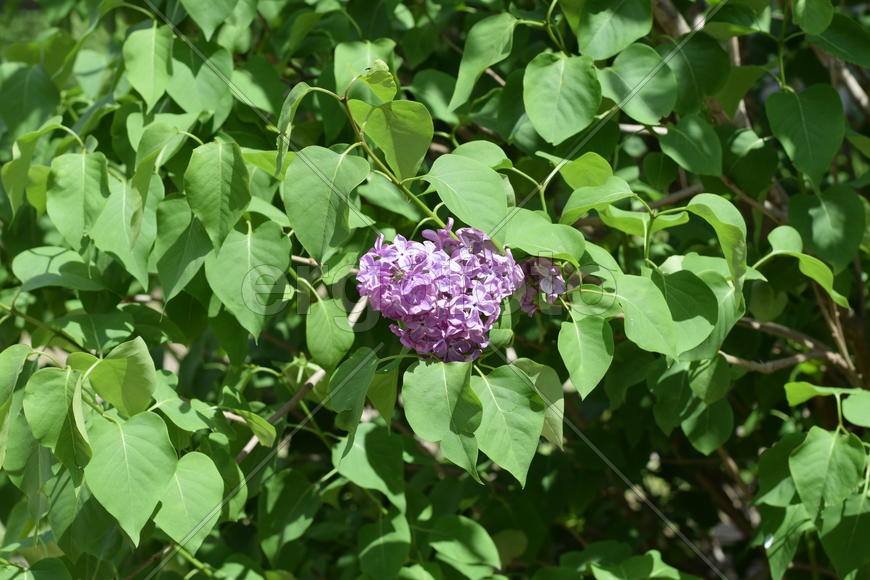 Цветы сирени на фоне зеленой листвы 