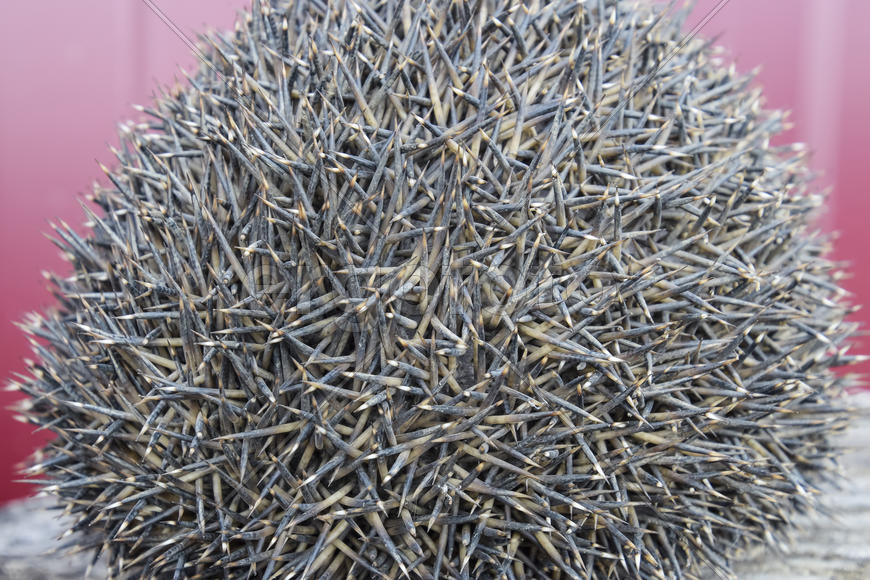 Иголки на спине у ежа 