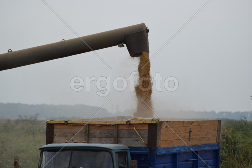 Unloading grain from a combine into a truck. Agricultural machinery for harvesting from the fields.