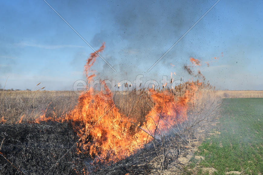 Burning dry grass and reeds. Cleaning the fields and ditches of the thickets of dry grass