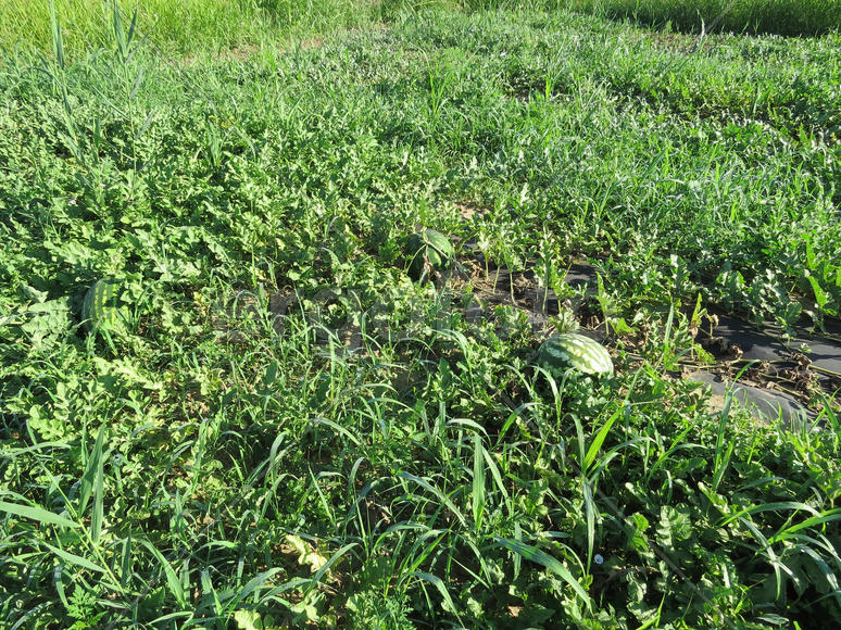 The growing water-melon in the field. Cultivation of melon cultures
