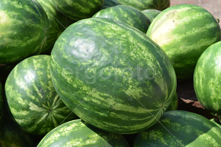 Water-melons on a counter. Sale of a summer crop