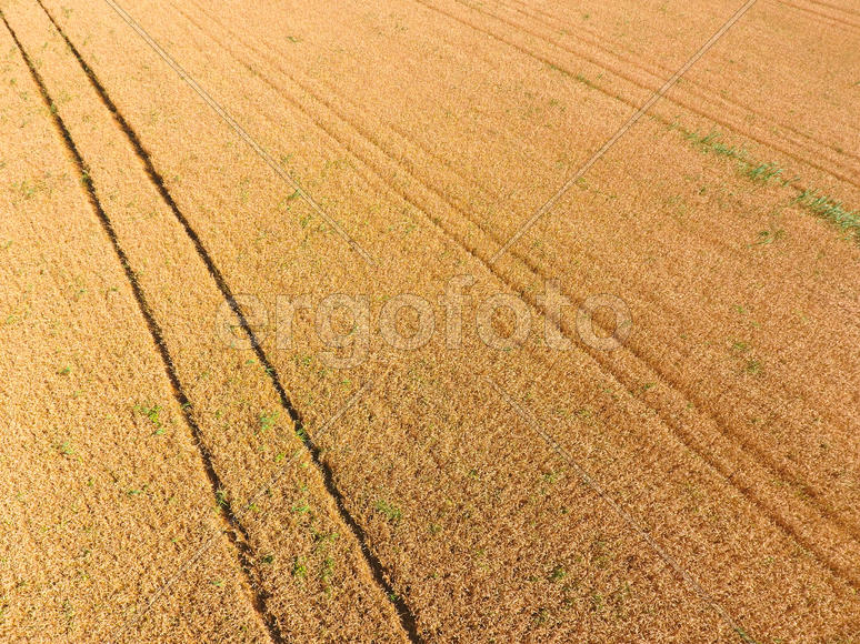 Поле пшеницы. Аэросъемка 