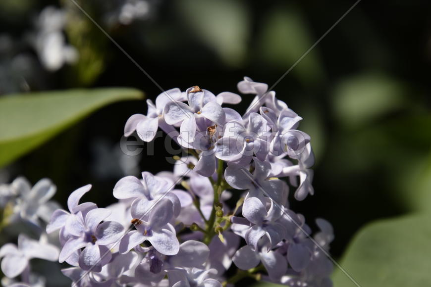 Цветы сирени на фоне зеленой листвы 