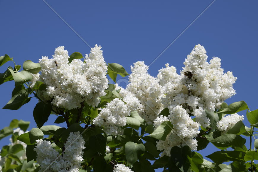 Цветы сирени на фоне зеленой листвы 