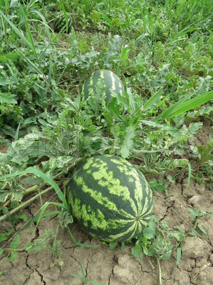 The growing water-melon in the field. Cultivation of melon cultures
