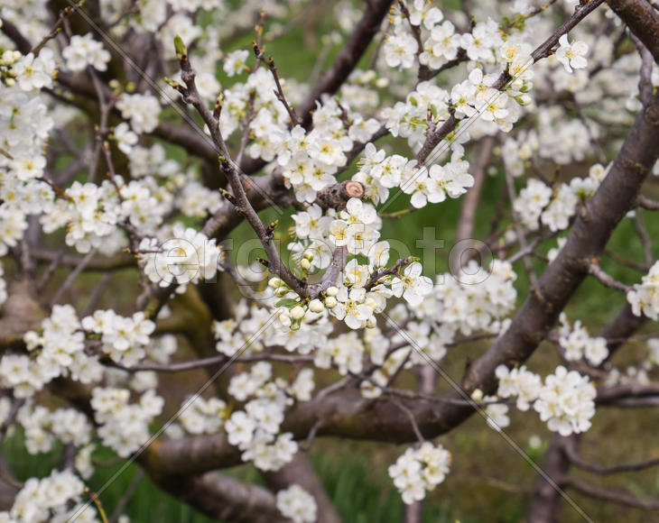 Flowering plum garden. Farm garden in spring