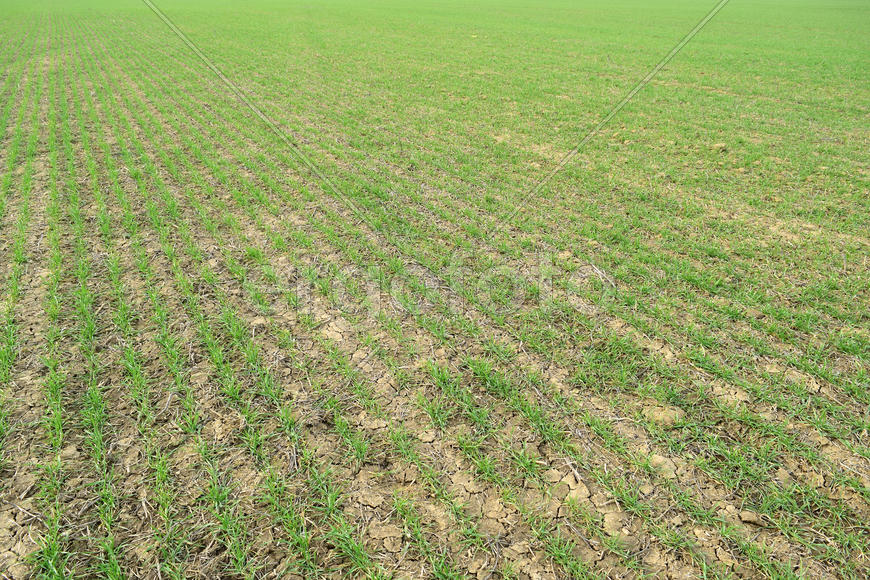Spring winter wheat field. Shoots of wheat in a field on the ground. Cultivation of cereals
