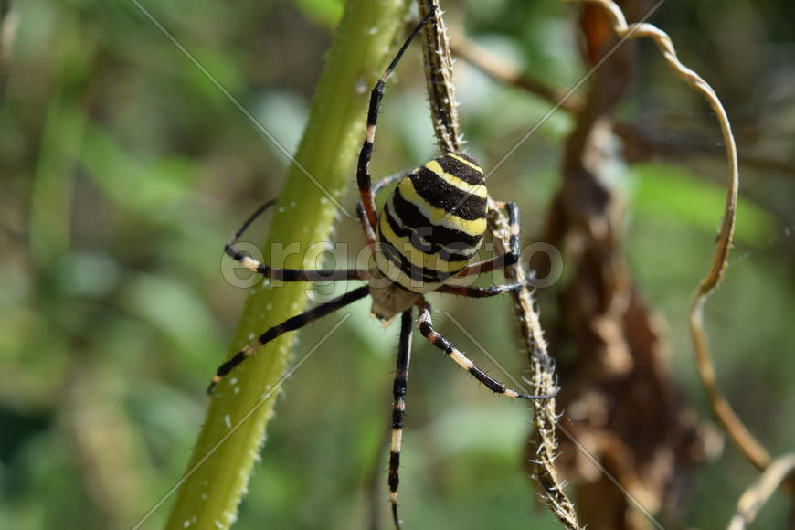 Argiopa Spider on the web. Arachnid predator. Spider crawling on the dry grass