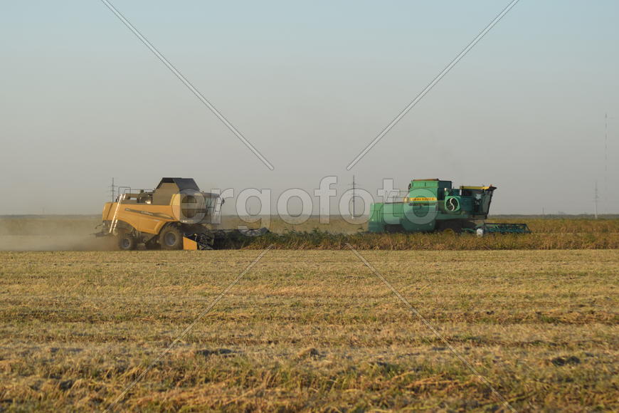 Soy harvesting by combines in the field. Agricultural machinery in operation.