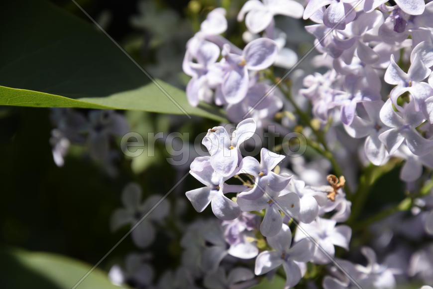 Цветы сирени на фоне зеленой листвы 