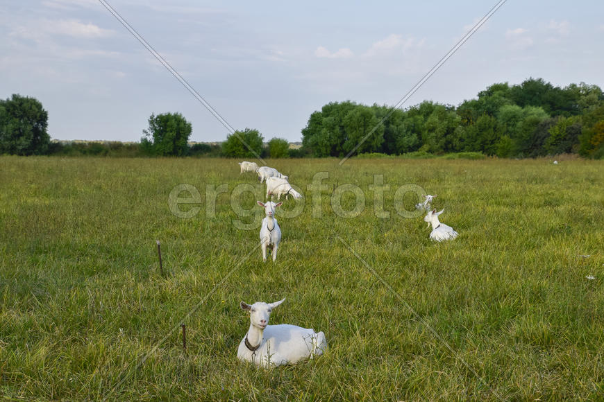 Goats grazing in the meadow. White goat dairy cattle eating grass in a pasture.