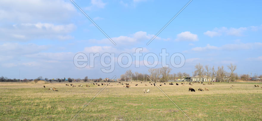Sheep in the pasture. Grazing sheep herd in the spring field near the village. Sheep of different