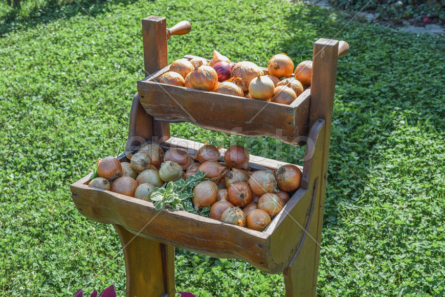 Луковицы репчатого лука на полках 