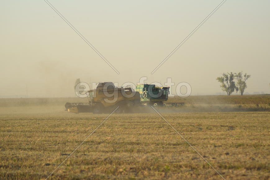 Soy harvesting by combines in the field. Agricultural machinery in operation.
