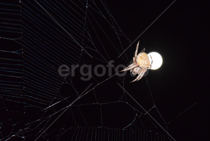 Araneus Spider on the background of the moon. Night spider on its web