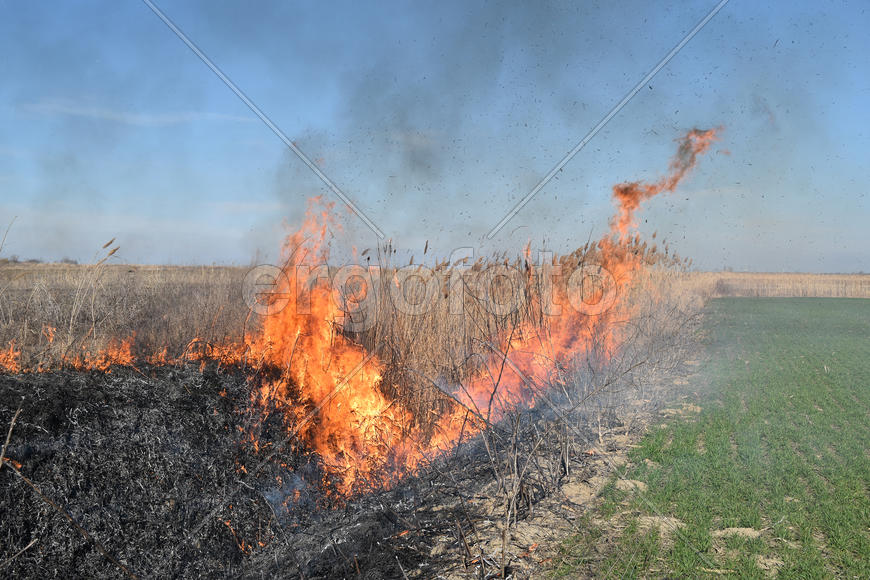 Burning dry grass and reeds. Cleaning the fields and ditches of the thickets of dry grass