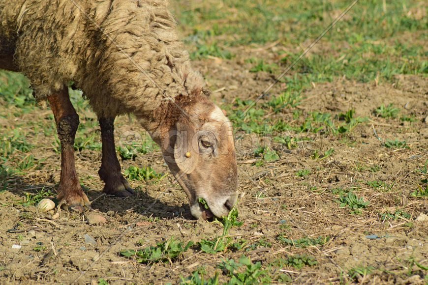 Sheep in the pasture. Grazing sheep herd in the spring field near the village. Sheep of different