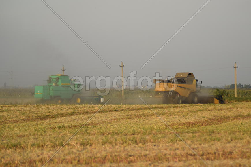 Soy harvesting by combines in the field. Agricultural machinery in operation.
