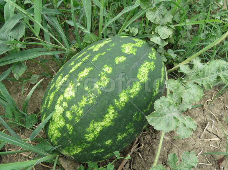 The growing water-melon in the field. Cultivation of melon cultures